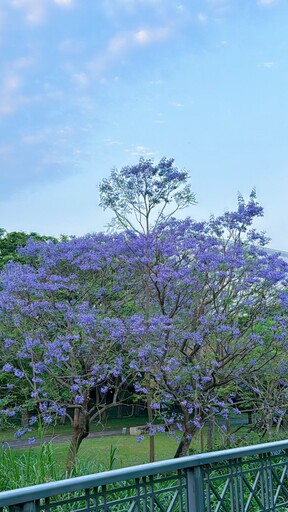 台中也有夢幻藍花楹?中科路低調秘境開花 快趁花期衝一波!