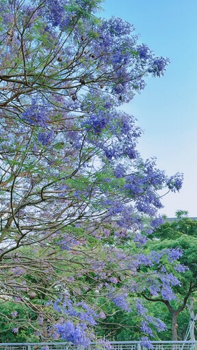 台中也有夢幻藍花楹?中科路低調秘境開花 快趁花期衝一波!