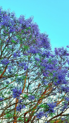 台中也有夢幻藍花楹?中科路低調秘境開花 快趁花期衝一波!