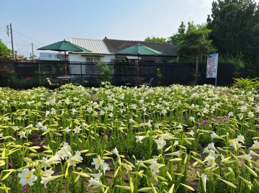 雲林秘境花海大爆發!中湖百合花園開放 怎麼拍都超夢幻!