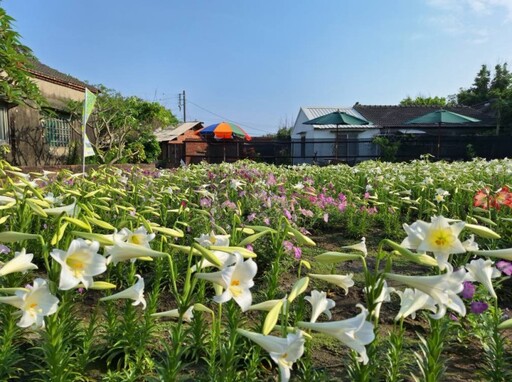 雲林秘境花海大爆發!中湖百合花園開放 怎麼拍都超夢幻!