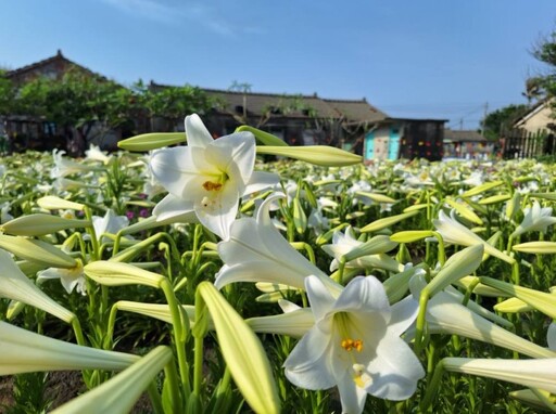 雲林秘境花海大爆發!中湖百合花園開放 怎麼拍都超夢幻!