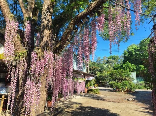 打卡美照必備!2025石斛蘭花瀑景點地圖 中南部全攻略公開!