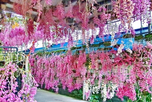 打卡美照必備!2025石斛蘭花瀑景點地圖 中南部全攻略公開!