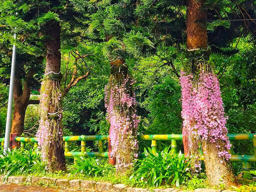 山林中的粉色花雨傘!士林法雨山普宜苑正值花季 花迷快衝!