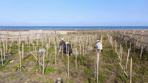台中海線新亮點!大安海岸林復育計畫 千棵樹打造生態新天堂