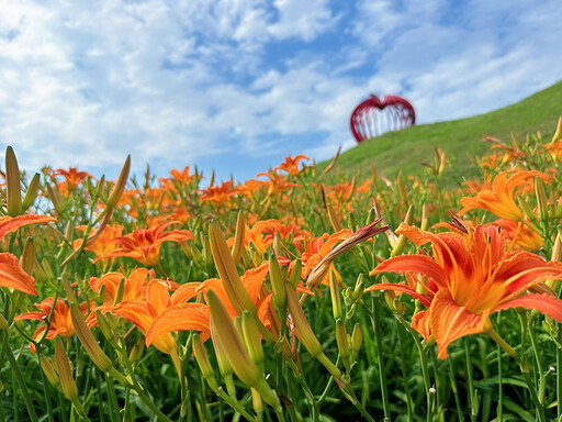 五月花海正美!后里環保公園金針花盛開 加碼向日葵夢幻同框
