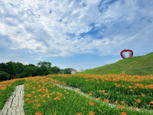 五月花海正美!后里環保公園金針花盛開 加碼向日葵夢幻同框