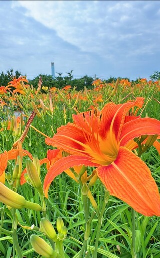 五月花海正美!后里環保公園金針花盛開 加碼向日葵夢幻同框