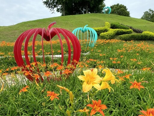 五月花海正美!后里環保公園金針花盛開 加碼向日葵夢幻同框