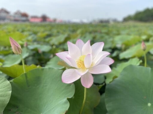 白河最美花季來了!2025蓮花季結合母親節活動 感受蓮鄉溫度