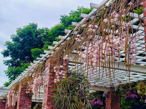 台北賞花小角落!公園圍牆天宮石斛蘭瀑布 美拍打卡療癒滿點