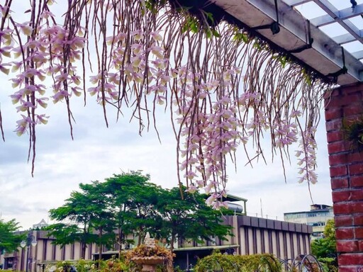 台北賞花小角落!公園圍牆天宮石斛蘭瀑布 美拍打卡療癒滿點