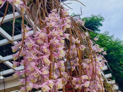 台北賞花小角落!公園圍牆天宮石斛蘭瀑布 美拍打卡療癒滿點