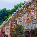 台北賞花小角落！公園圍牆天宮石斛蘭瀑布 美拍打卡療癒滿點