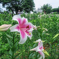 免費開放！淡水奎柔山路粉色百合花正盛開 內粉外白超夢幻！