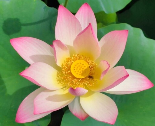 南投賞花必訪!松濤園蓮花清新脫俗 晨光綻放美如畫!