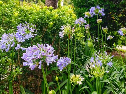 台北夏日限定戀愛感!花博新生園區百子蓮花開 紫色浪漫升級