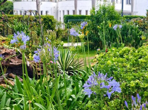 台北夏日限定戀愛感!花博新生園區百子蓮花開 紫色浪漫升級