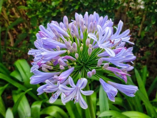 台北夏日限定戀愛感!花博新生園區百子蓮花開 紫色浪漫升級