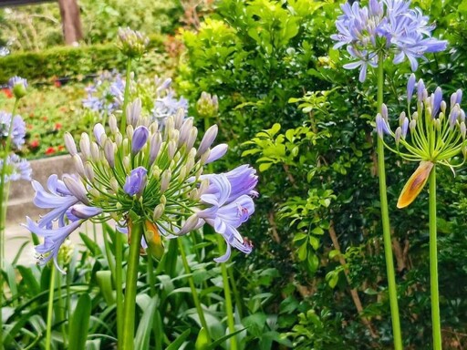 台北夏日限定戀愛感!花博新生園區百子蓮花開 紫色浪漫升級