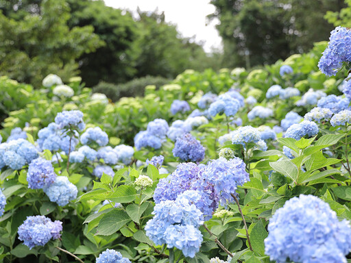 2025萬里高家繡球花季開跑!紫藍花海夢幻爆棚美到窒息!