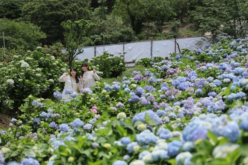 2025萬里高家繡球花季開跑!紫藍花海夢幻爆棚美到窒息!
