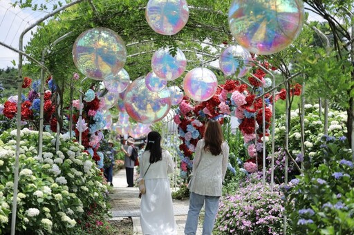 2025萬里高家繡球花季開跑!紫藍花海夢幻爆棚美到窒息!