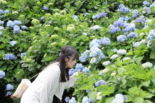 2025萬里高家繡球花季開跑!紫藍花海夢幻爆棚美到窒息!