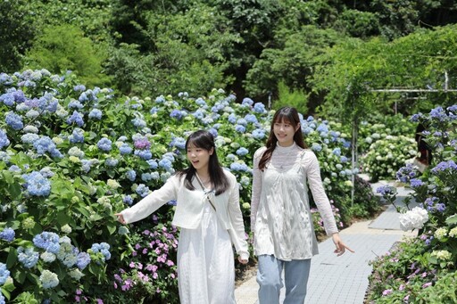 2025萬里高家繡球花季開跑!紫藍花海夢幻爆棚美到窒息!