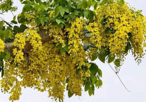 台中黃金花雨即將登場!絕美阿勃勒景點花況預熱中!