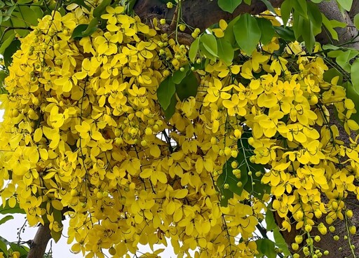 台中黃金花雨即將登場!絕美阿勃勒景點花況預熱中!