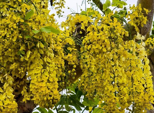 台中黃金花雨即將登場!絕美阿勃勒景點花況預熱中!