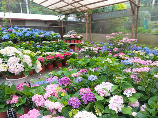 免費入園拍到飽!桃園中興花卉農場繡球花海限時開放