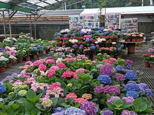 免費入園拍到飽!桃園中興花卉農場繡球花海限時開放