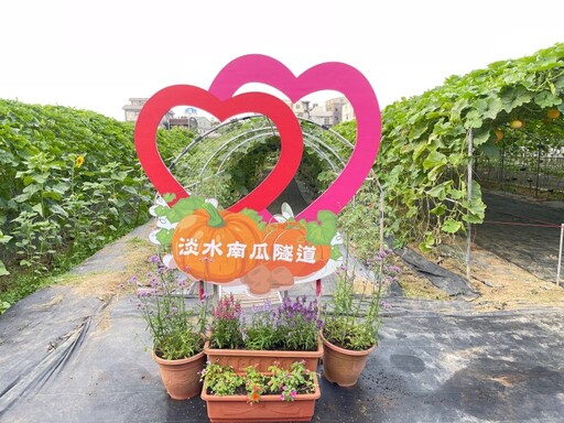 南瓜迷請出列!2025淡水南瓜隧道正夯 打卡熱點免費開放!