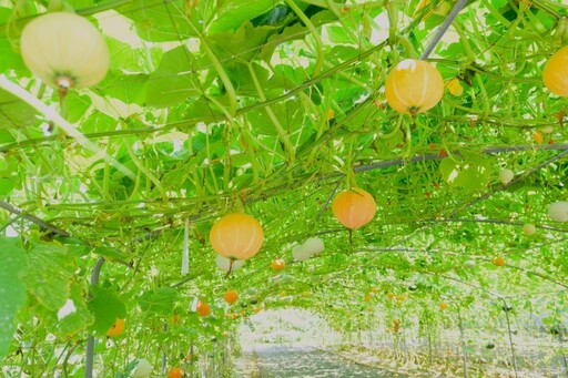 南瓜迷請出列!2025淡水南瓜隧道正夯 打卡熱點免費開放!