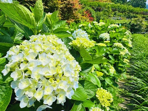 竹子湖爆量花況預備中!曹家花田香浪漫繡球花即將繽紛登場