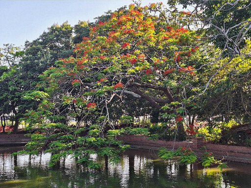 嘉義初夏賞花秘境│竹子腳池塘火紅鳳凰花倒影驚豔曝光!
