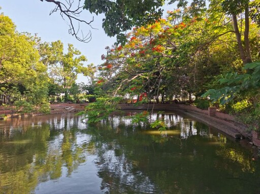 嘉義初夏賞花秘境│竹子腳池塘火紅鳳凰花倒影驚豔曝光!