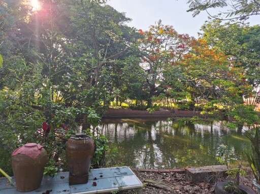 嘉義初夏賞花秘境│竹子腳池塘火紅鳳凰花倒影驚豔曝光!