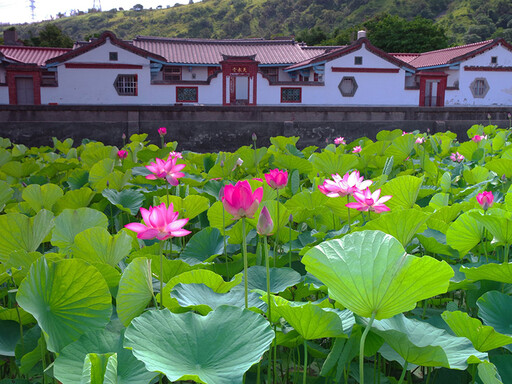 清水私房景點曝光！百年風華花海畫卷 古厝荷花盛開美炸初夏
