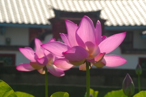 清水私房景點曝光!百年風華花海畫卷 古厝荷花盛開美炸初夏