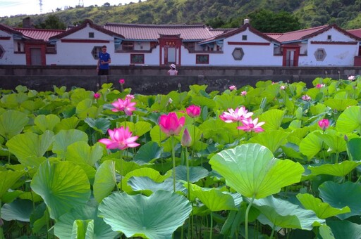 清水私房景點曝光!百年風華花海畫卷 古厝荷花盛開美炸初夏