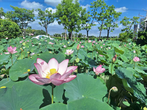 台南盛夏限定花景!白河熱門打卡點 蓮葉蓮花交織成最美風景