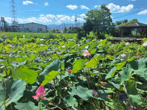 台南盛夏限定花景!白河熱門打卡點 蓮葉蓮花交織成最美風景