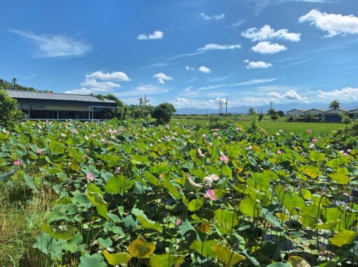 台南盛夏限定花景!白河熱門打卡點 蓮葉蓮花交織成最美風景