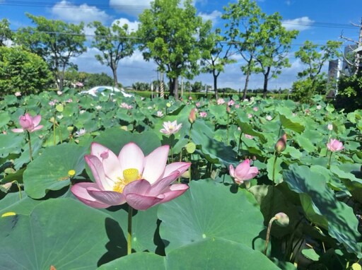 台南盛夏限定花景!白河熱門打卡點 蓮葉蓮花交織成最美風景