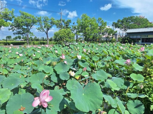 台南盛夏限定花景!白河熱門打卡點 蓮葉蓮花交織成最美風景
