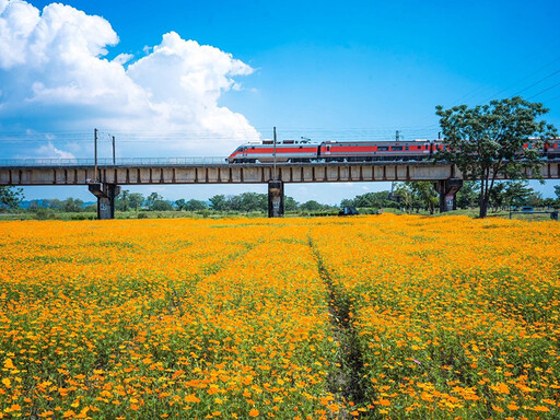 金黃花毯+百年火車橋同框!屏東最美鐵橋花海景色解鎖!